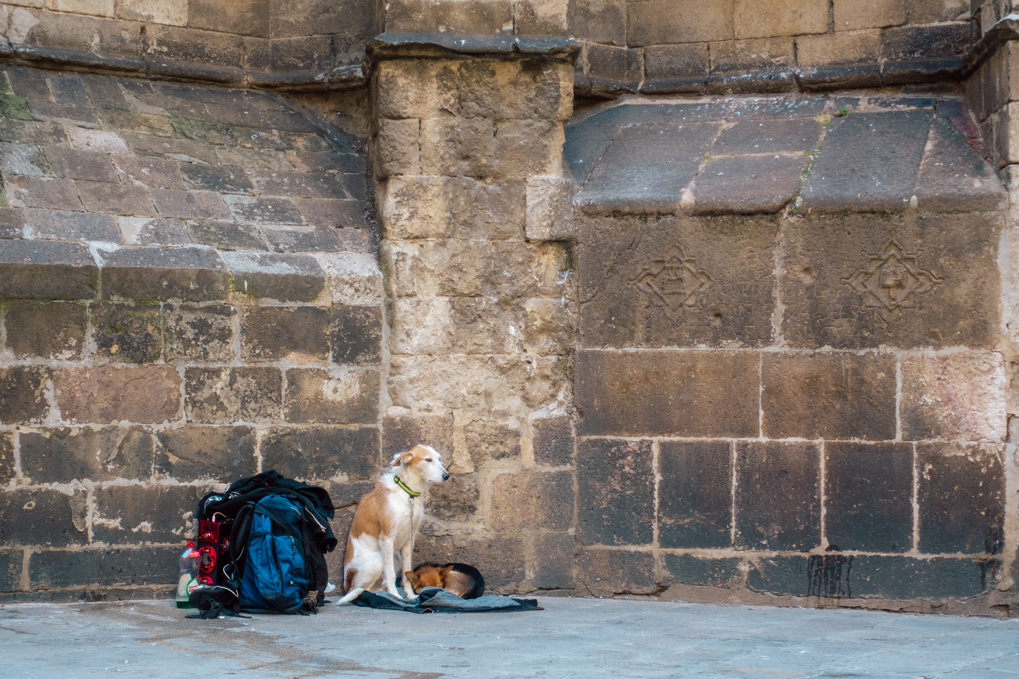Dogs, Barcelona