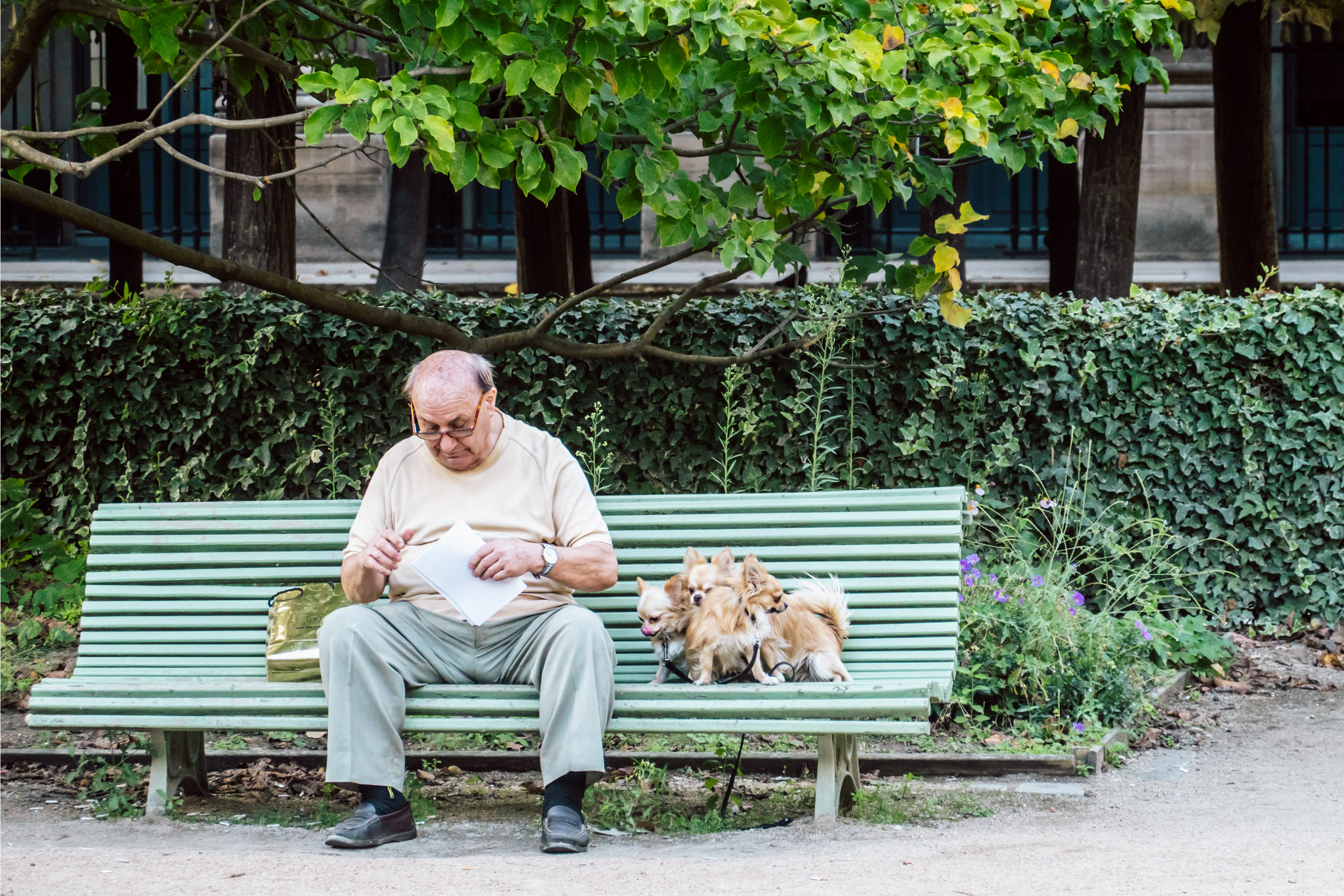 Three Dogs, Paris