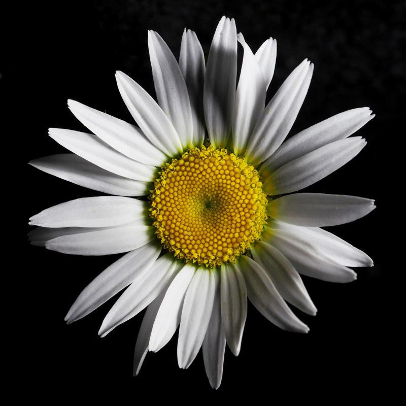 Daisy